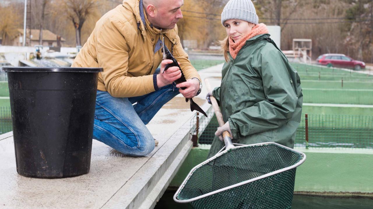 Managers in aquaculture