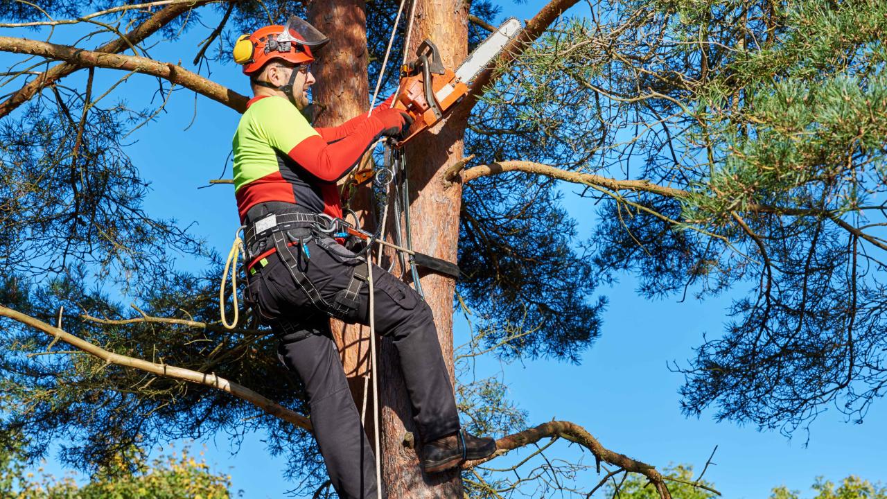 Forestry technologists and technicians