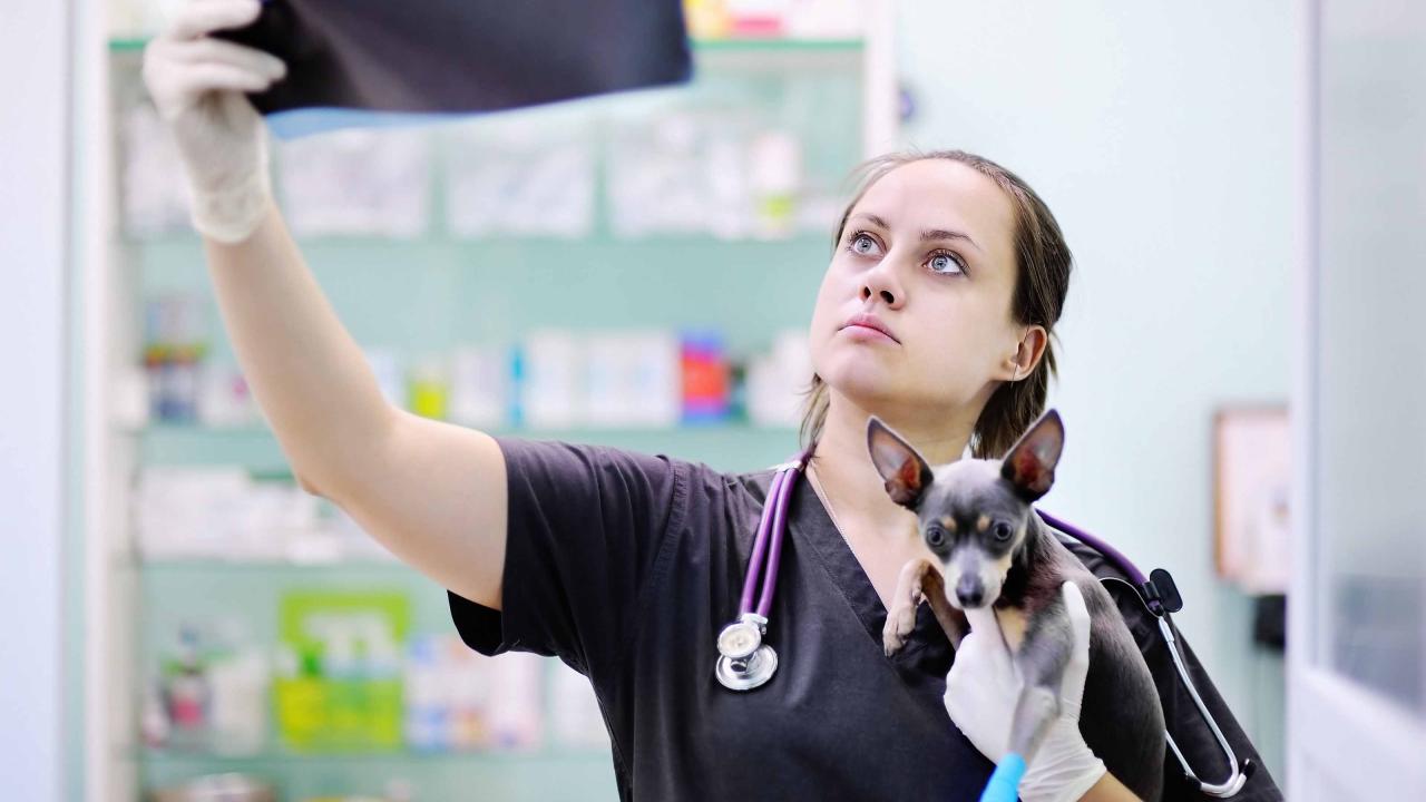 Veterinary technicians