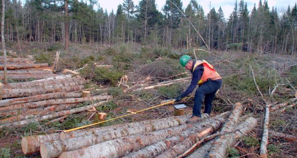 Careers in Forestry